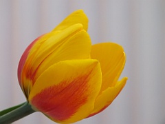 tulipsNL (67)